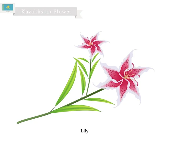 Beauitful Lily, popularny kwiat z Kazachstanu — Wektor stockowy