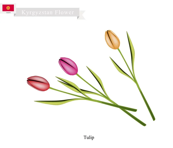 Tulip Flowers, The Popular Flower of Kyrgyzstan — Stock Vector