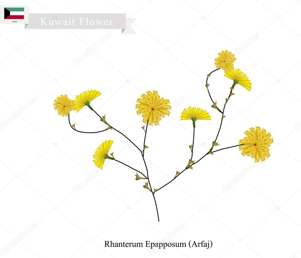 Vettoriale stockRhanterum Epapposum, Il fiore popolare del Kuwait di  ©Iamnee #101598732, image size:1023x877