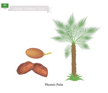 Phoenix Palm, Suudi Arabistan Ulusal Ağacı