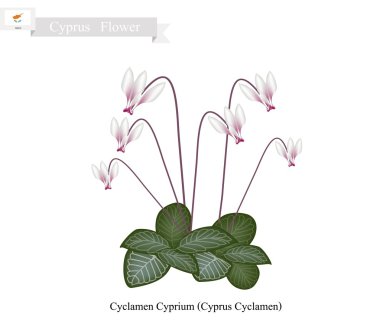 Cyclamen Cyprium, Kıbrıs'ın Popüler Çiçeği
