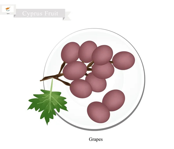 成熟的葡萄，塞浦路斯的热门水果 — 图库矢量图片