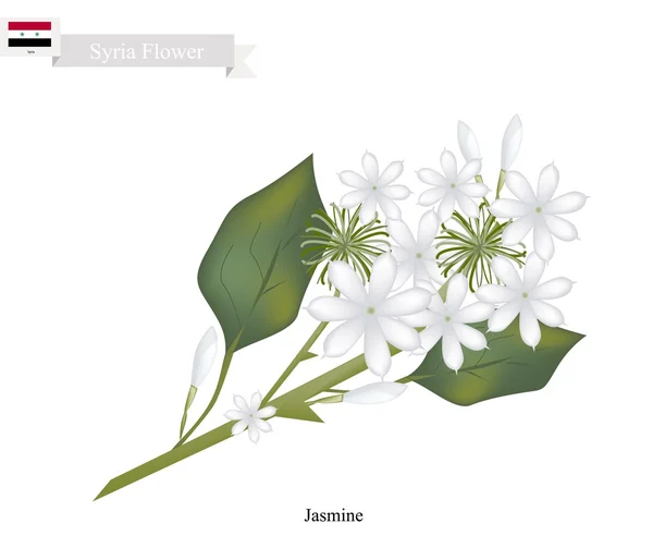 White Jasmine, The National Flower of Syria — Stok Vektör