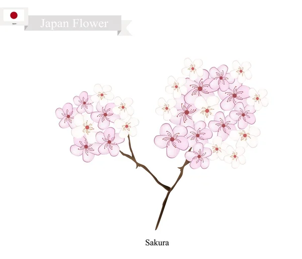 Sakura o flor de cerezo, la flor nacional de Japón — Vector de stock