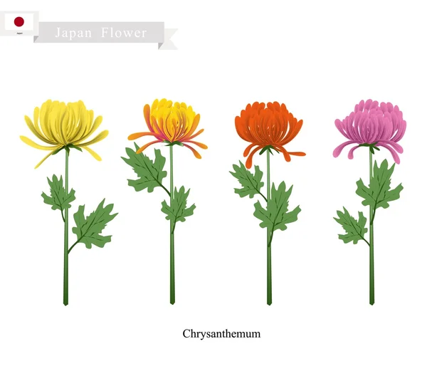 Chrysanthemum květiny, národní květina z Japonska — Stockový vektor