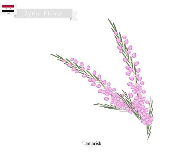 Pink Tamarisk, The Native Flower in Syria — Stock Vector