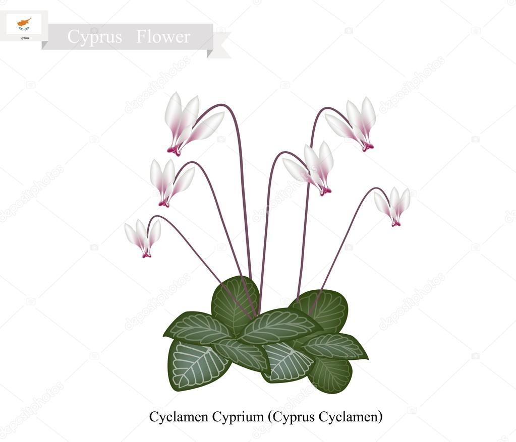 Cyclamen Cyprium, The Popular Flower of Cyprus