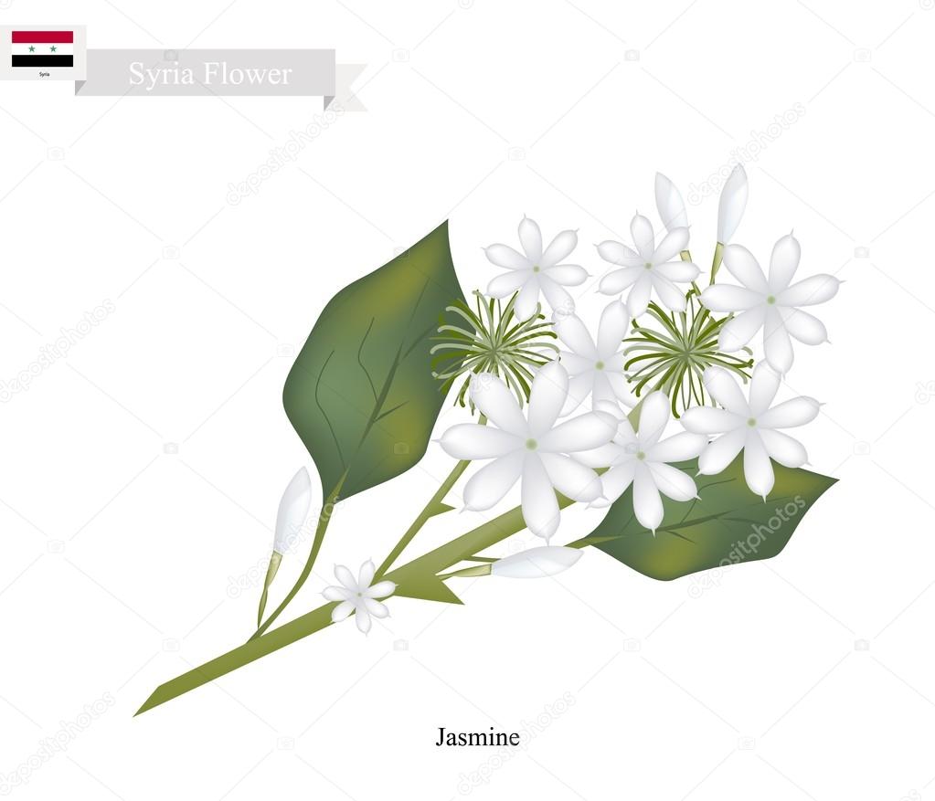 White Jasmine, The National Flower of Syria