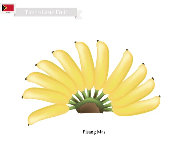 Pisang Mas o Banana Dorada, Frutas Populares en Timor Oriental — Vector de stock
