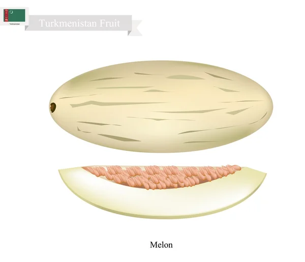Dojrzałe melon, popularny owoc w Turkmenistanie — Wektor stockowy