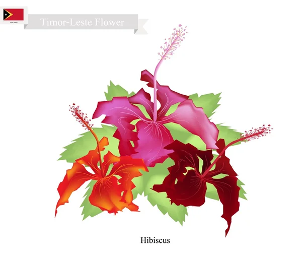 National Flower of Timor Leste, Hibiscus Flowers — Stock Vector
