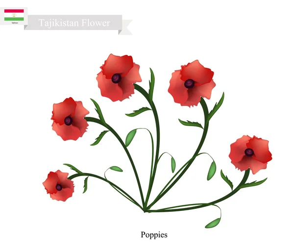 Kırmızı Haşhaş, Tacikistan'ın Popüler Çiçeği — Stok Vektör