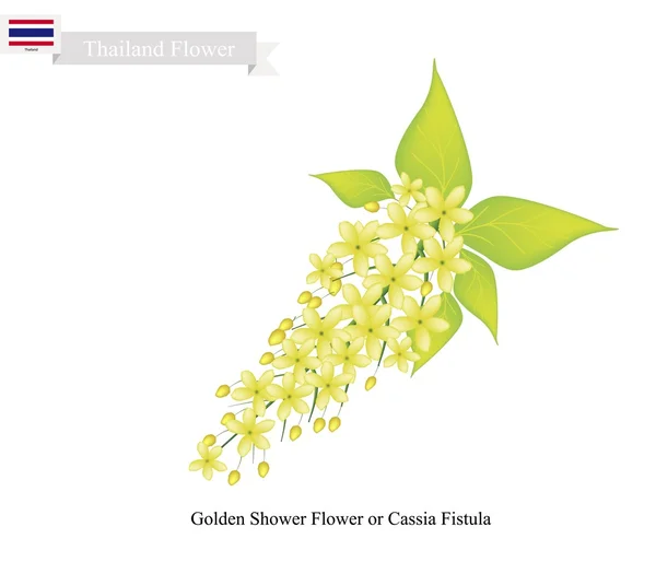Flor nacional de Tailandia, flor dorada de la ducha — Vector de stock