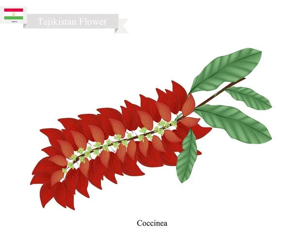 Warszewiczia Coccinea, La flor popular de Tayikistán — Vector de stock