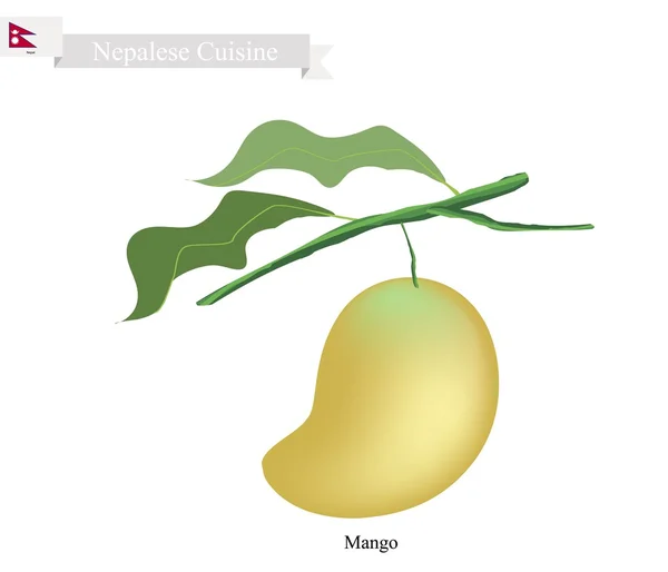 Taze Mango, Nepal'de Ünlü Meyve — Stok Vektör