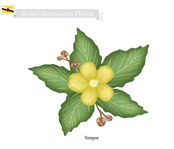 Flor Nacional de Brunei Darussalam, Simpor Flores — Vector de stock