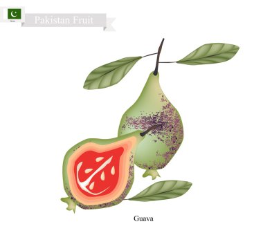 Taze Guava, Pakistan'da Ünlü Meyve