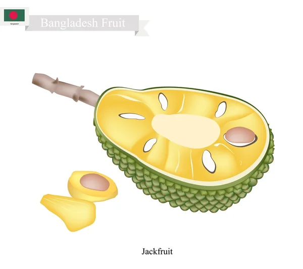 Érett Jackfruit, egy népszerű gyümölcs Bangladesben — Stock Vector