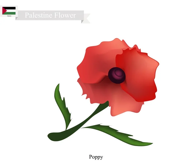 Red Poppies, The Popular Flower of Palestine — Stock Vector