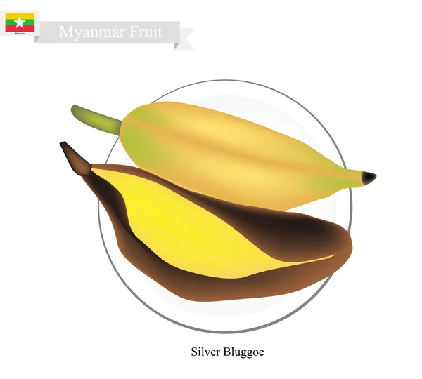 Silver Bluggoe Bananas, A Popular Fruit in Myanmar - Stok Vektor