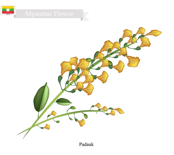 Flor Nacional de Myanmar, Flores amarelas de Padauk —  Vetores de Stock