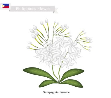 Sampaguita Jasmine, The National Flower of Philippines