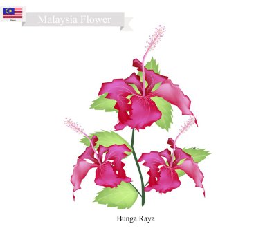 Malezya Ulusal Çiçek, Bunga Raya veya Hibiscus Çiçek