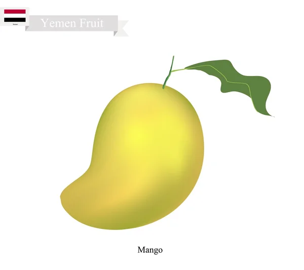 Färsk mango, en berömd frukt i Jemen — Stock vektor