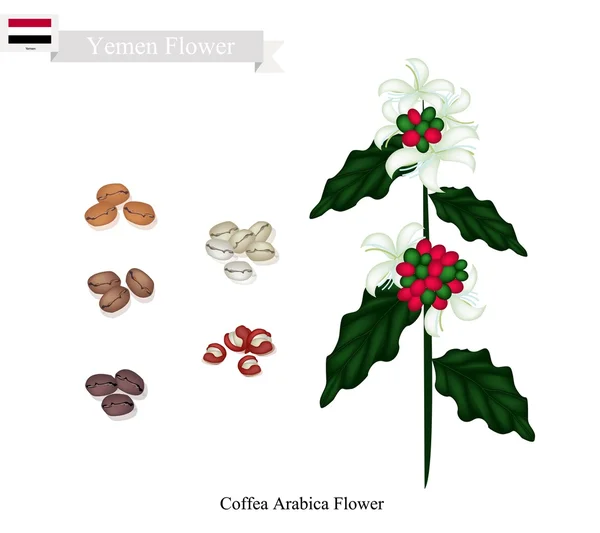Coffea Arabica Flores, A Flor Nacional do Iêmen — Vetor de Stock