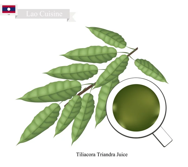 Tiliacora Triandra φύλλα χυμό, δημοφιλές ποτό του Λάος — Διανυσματικό Αρχείο