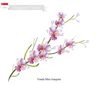 Vanda Bayan Joaquim, Singapur Ulusal Çiçek
