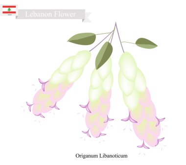 Origanum Libanoticum, Lübnan'ın Popüler Çiçeklerinden Biri
