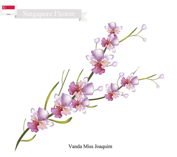 Vanda Miss Joaquim, La flor nacional de Singapur — Vector de stock