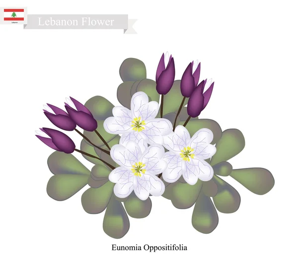 Eunomia Oppositifolia, One of Popular Flowers in Lebanon — Stock Vector