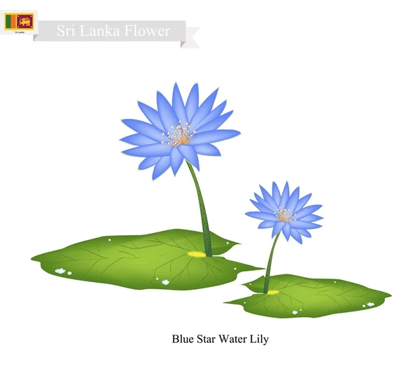 Blue Star Water Lily, The National Flower of Sri Lanka — Stock Vector