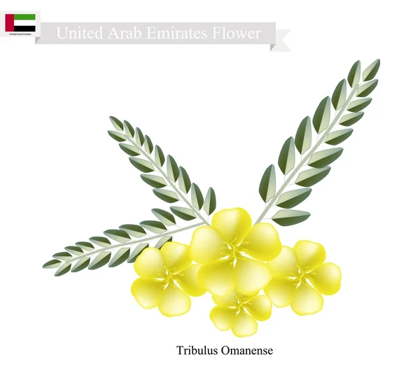 Tribulus Omanense, The Native Flower of United Arab Emirates — Stock Vector