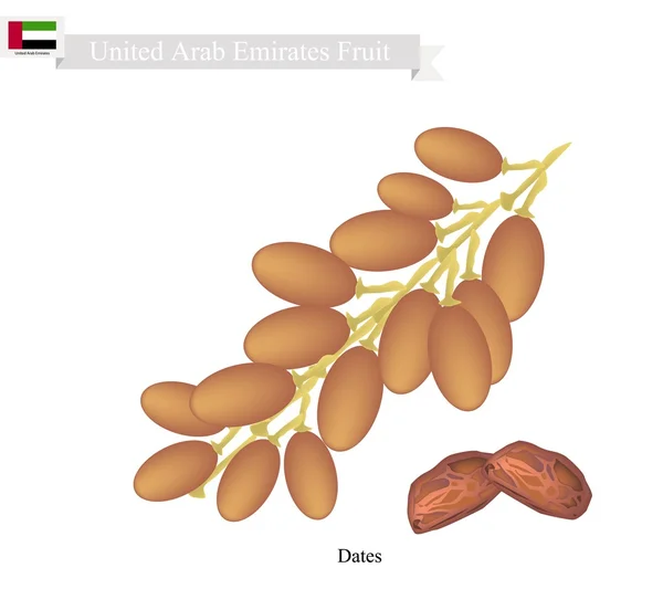 Fechas Frutas, fruta popular en Emiratos Árabes Unidos Frutas — Vector de stock