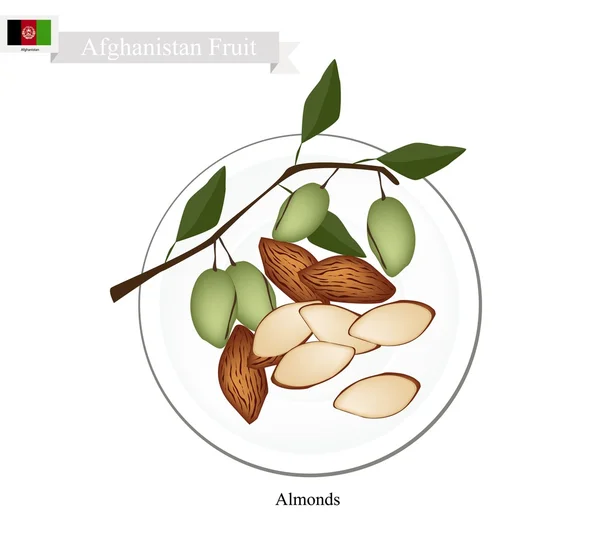 Amêndoas, uma das frutas mais populares no Afeganistão —  Vetores de Stock