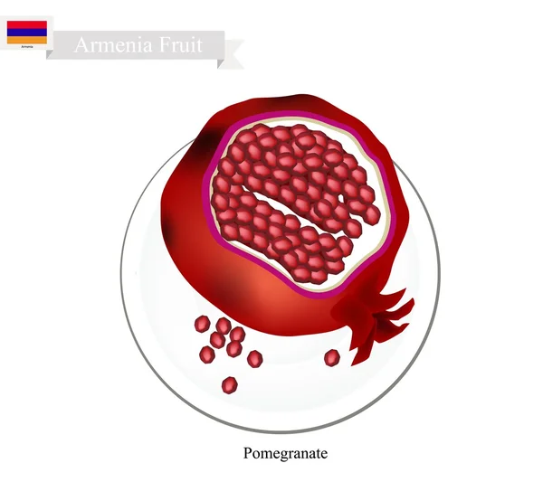 Mogna granatäpplen, En populär frukt i Armenien — Stock vektor