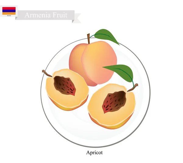 Verse abrikoos, een populaire vrucht in Armenië — Stockvector