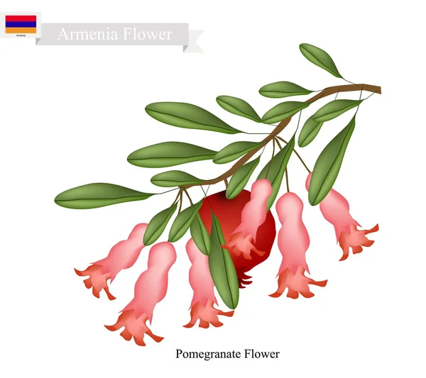 석류 꽃, 아르메니아의 인기 있는 꽃 — 스톡 벡터