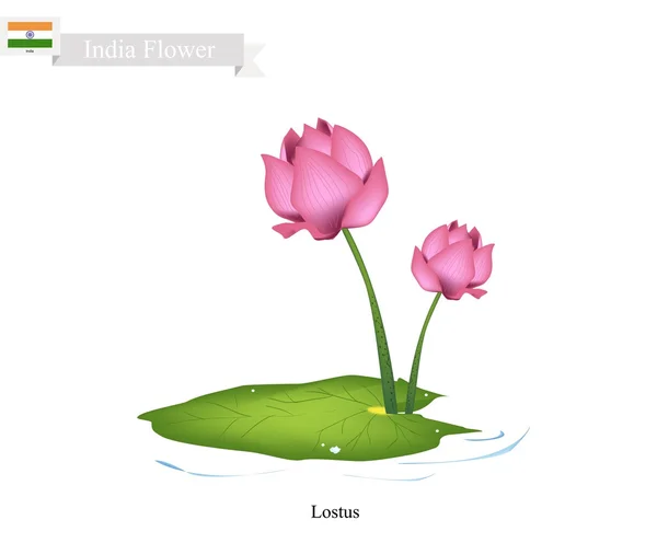 Lirio de agua, la flor nacional de la India — Archivo Imágenes Vectoriales