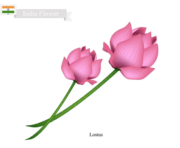 Lotus Blossom, Hindistan'ın Ulusal Çiçeği — Stok Vektör