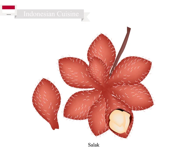 Salak frais, un fruit célèbre en indonésien — Image vectorielle