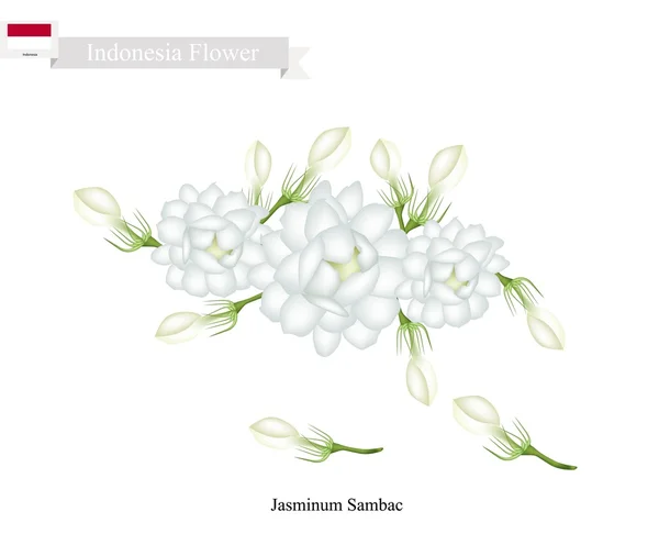 Jasminum Sambac, The National Flower of Indonesia — Stock Vector