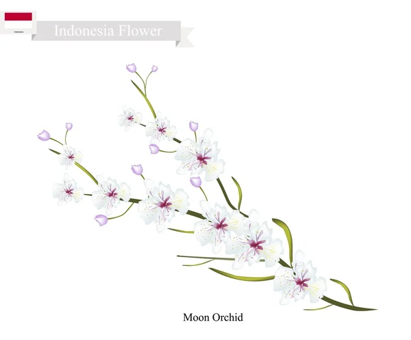 Orquídeas de la Luna, La Flor Nacional de Indonesia — Vector de stock