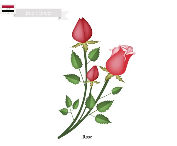 Kwiaty róży, kwiat narodowy Iraku — Wektor stockowy