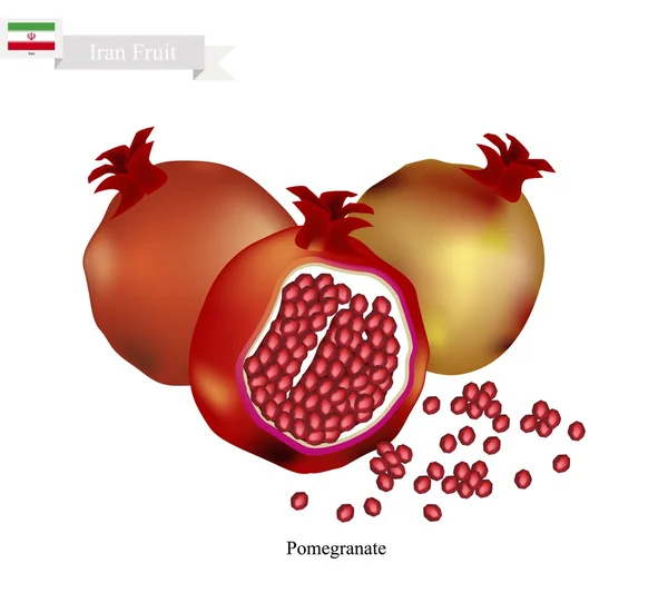 Érett gránátalma, A népszerű gyümölcs Iránban — Stock Vector