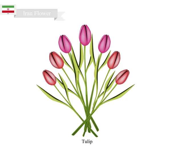 Tulip Flowers, The Famous Flower of Iran — Stock Vector