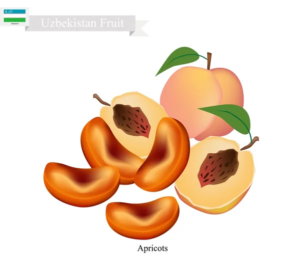 Albaricoque maduro, una fruta popular en Uzbekistán — Archivo Imágenes Vectoriales